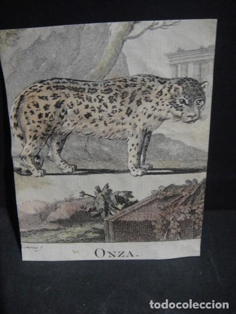 Arte: onza - grabado original siglo XVIII - Foto 1