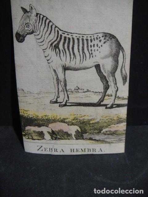 Arte: zebra hembra - grabado siglo XVIII - Foto 1
