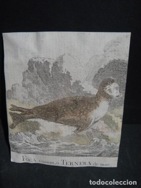 Arte: foca comun o ternera de mar - grabado siglo XVIII - Foto 1