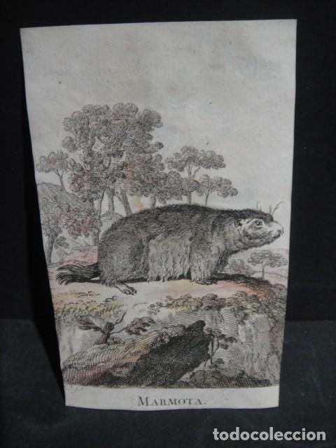 Arte: marmota - grabado siglo VXIII - Foto 1