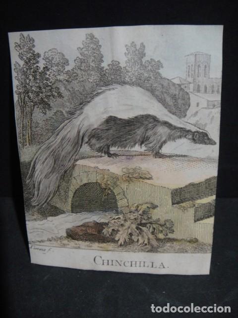 Arte: chinchilla - grabado siglo VXIII - Foto 1