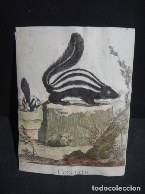 Arte: conepato - grabado siglo VXIII - Foto 1