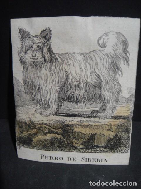 Arte: perro de siberia - grabado siglo VXIII - Foto 1