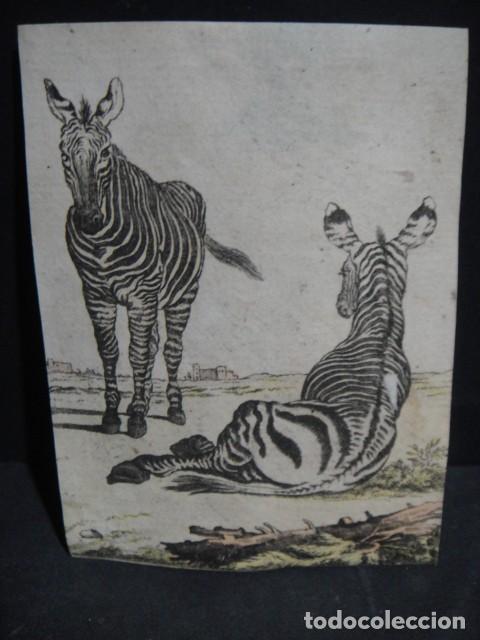Arte: zebras - grabado siglo VXIII - Foto 1