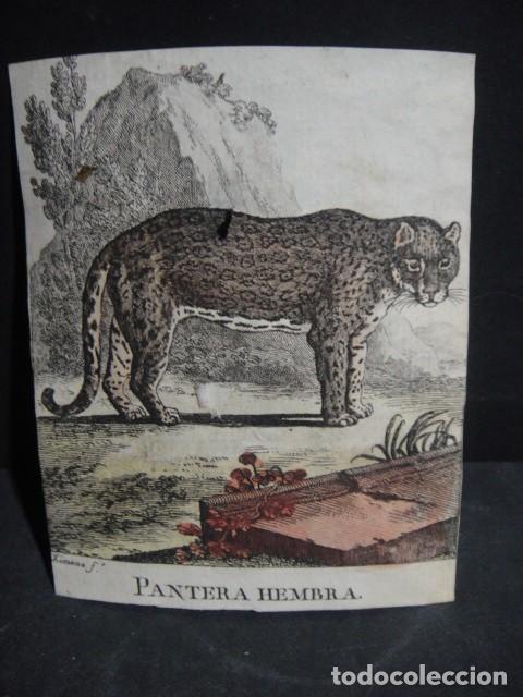 Arte: pantera hembra - grabado siglo VXIII - Foto 1