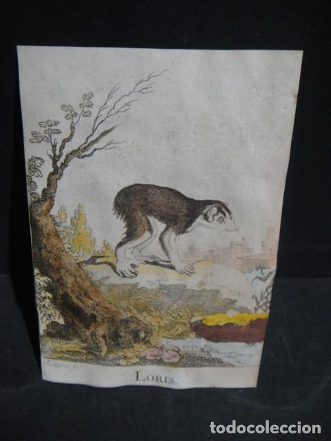 Arte: loris - grabado siglo VXIII - Foto 1