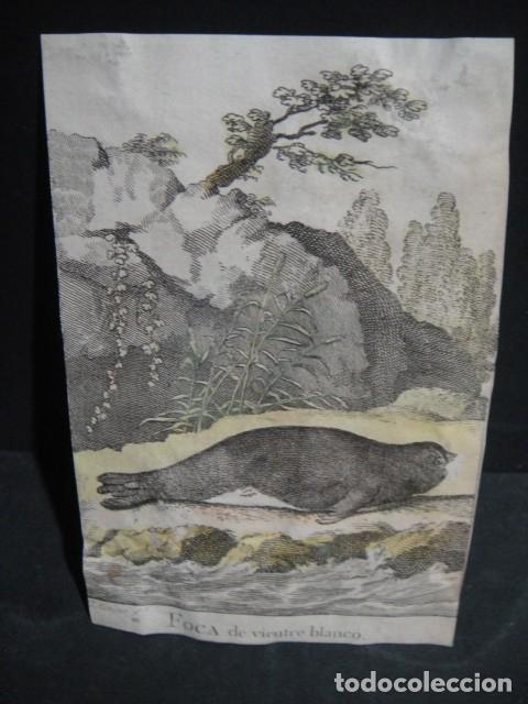 Arte: foca de vientre blanco - grabado siglo VXIII - Foto 1
