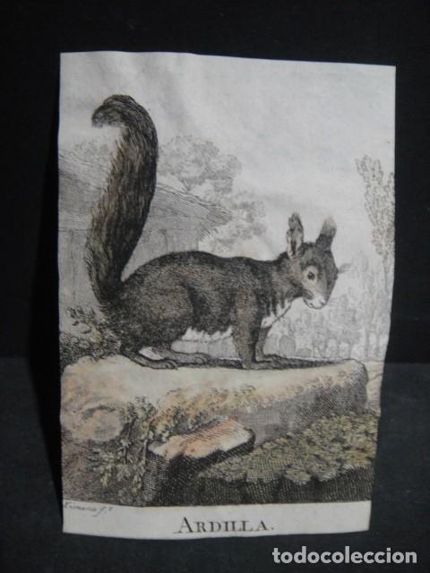 Arte: ardilla - grabado siglo VXIII - Foto 1