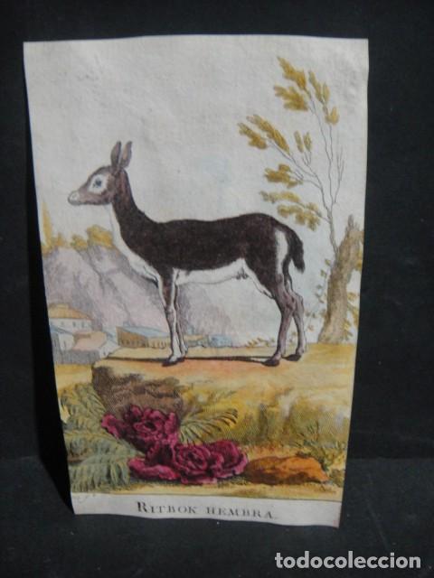 Arte: ritbok hembra - grabado siglo VXIII - Foto 1