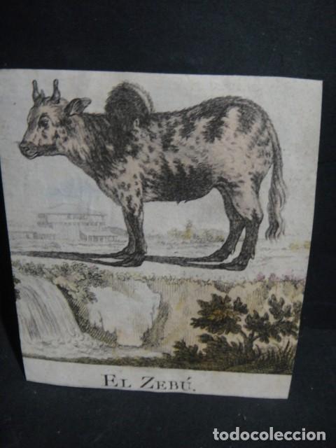 Arte: zebu - grabado siglo VXIII - Foto 1