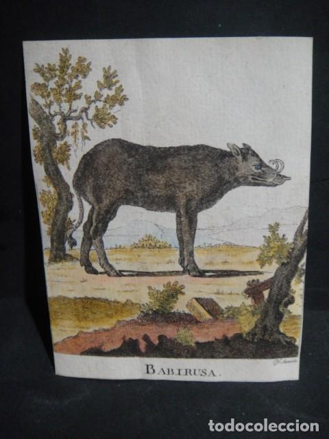Arte: babirusa - grabado siglo VXIII - Foto 1