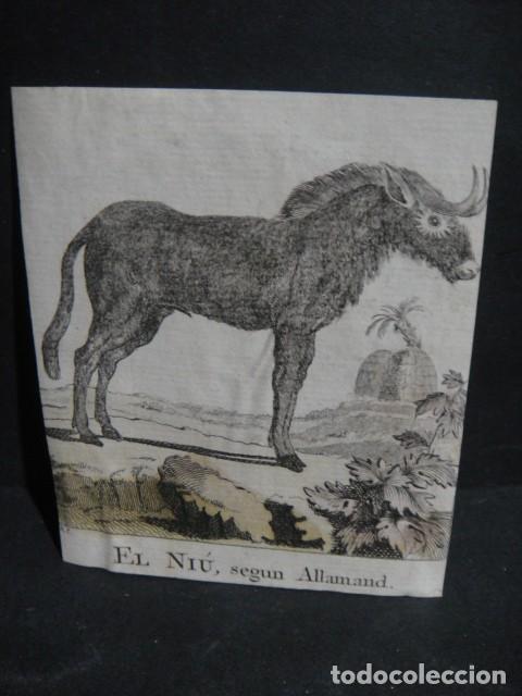 Arte: ni&uacute; - grabado siglo VXIII - Foto 1