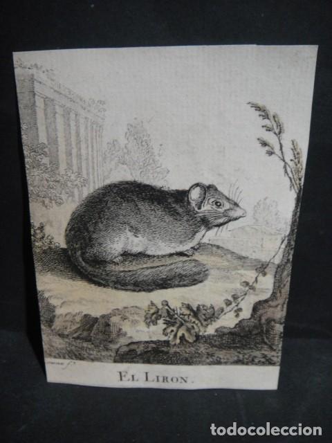 Arte: liron - grabado siglo VXIII - Foto 1