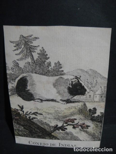 Arte: conejo de indias - grabado siglo VXIII - Foto 1