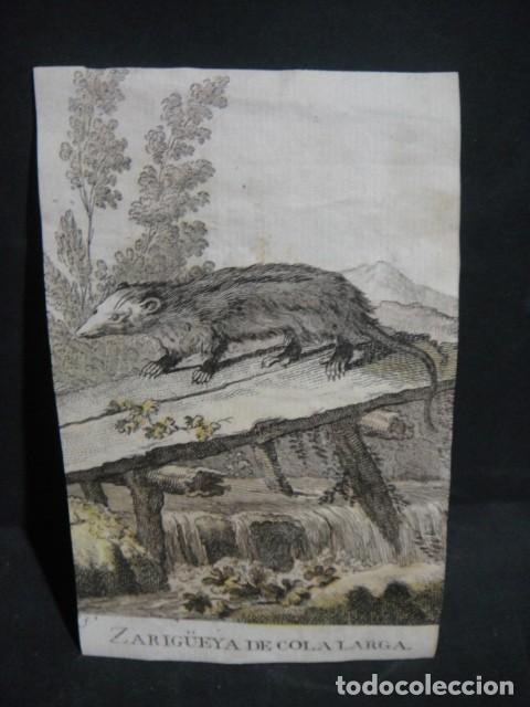 Arte: zarigueya de cola larga - grabado siglo VXIII - Foto 1