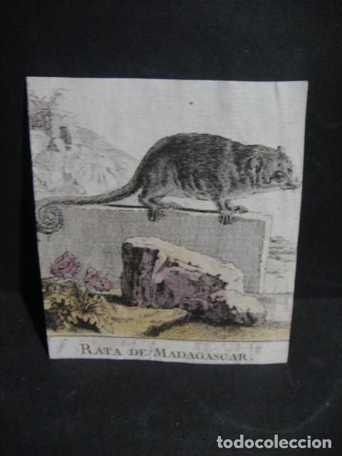 Arte: rata de madagascar - grabado siglo VXIII - Foto 1