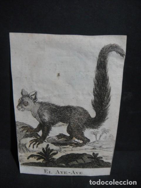 Arte: aye - aye , grabado siglo VXIII - Foto 1