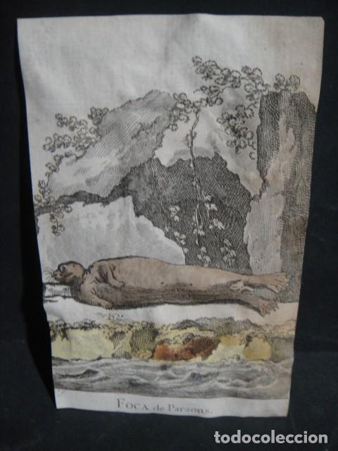 Arte: foca de parsons , grabado siglo VXIII - Foto 1