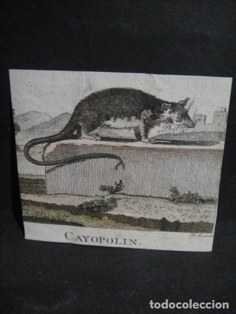 Arte: cayopolin , grabado siglo VXIII - Foto 1