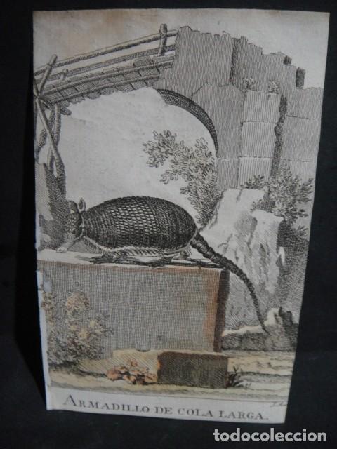 Arte: armadillo de cola larga , grabado siglo VXIII - Foto 1