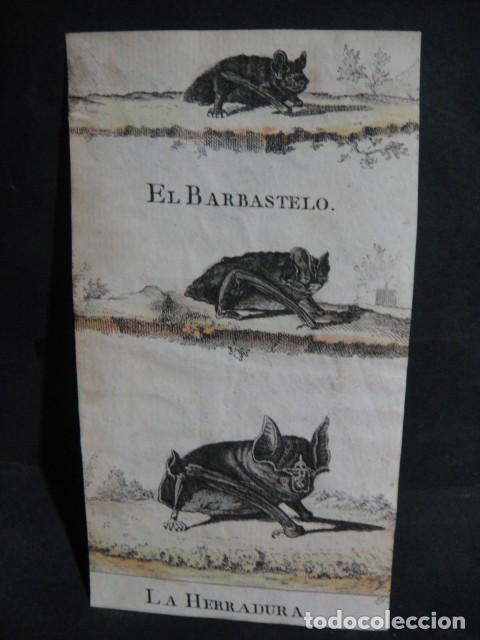 Arte: murcielagos , grabado siglo VXIII - Foto 1