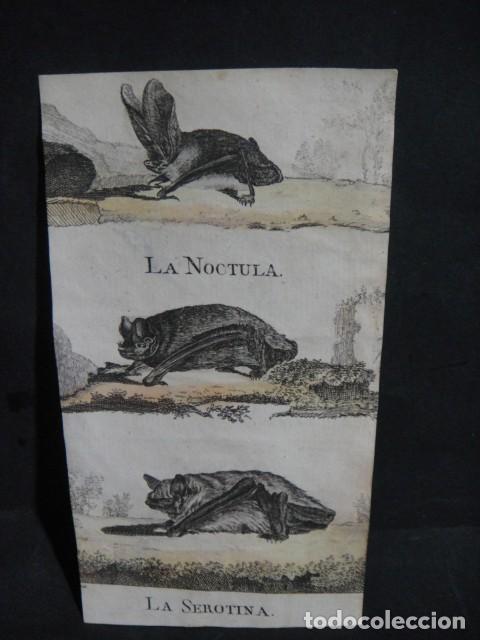 Arte: murcielagos , grabado siglo VXIII - Foto 1