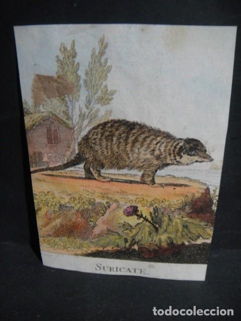 Arte: suricate , grabado siglo VXIII - Foto 1