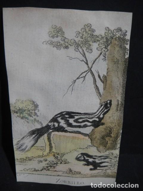 Arte: zorrillo , grabado siglo VXIII - Foto 1