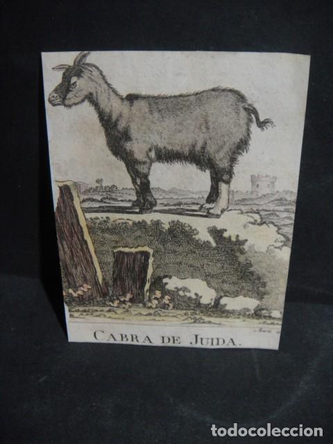 Arte: cabra de juida , grabado siglo VXIII - Foto 1