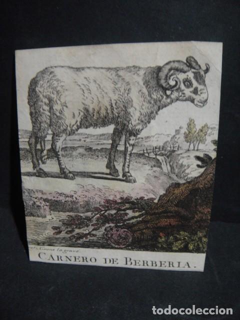 Arte: carnero de berberia , grabado siglo VXIII - Foto 1