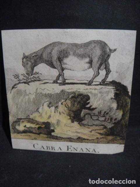 Arte: cabra enana , grabado siglo VXIII - Foto 1