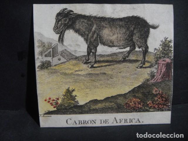 Arte: cabron de africa , grabado siglo VXIII - Foto 1