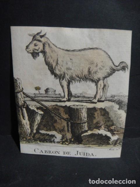 Arte: cabron de juida , grabado siglo VXIII - Foto 1