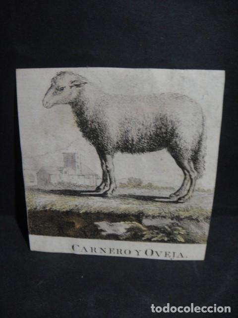 Arte: oveja , grabado siglo VXIII - Foto 1