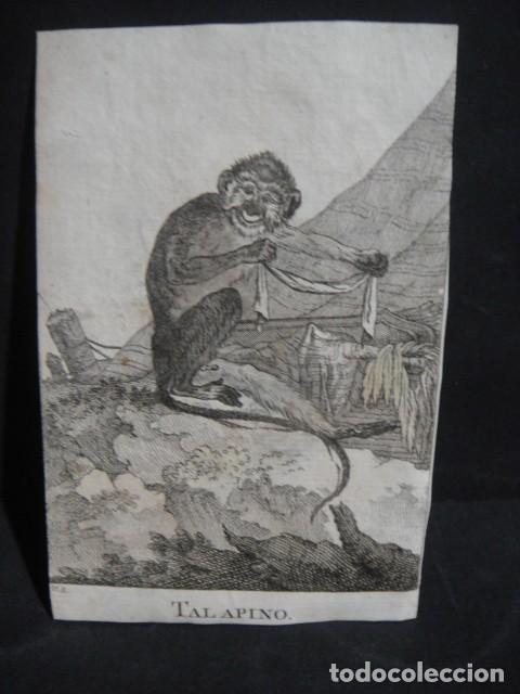 Arte: talapino , grabado siglo VXIII - Foto 1