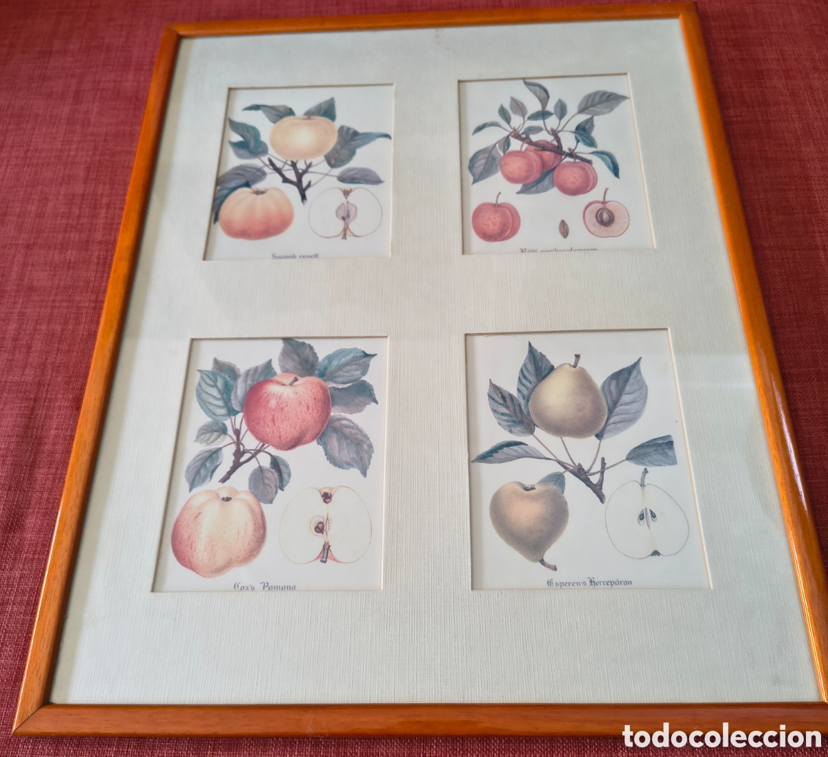 Kunst: Conjunto de cuatro grabados bot&aacute;nicos enmarcados