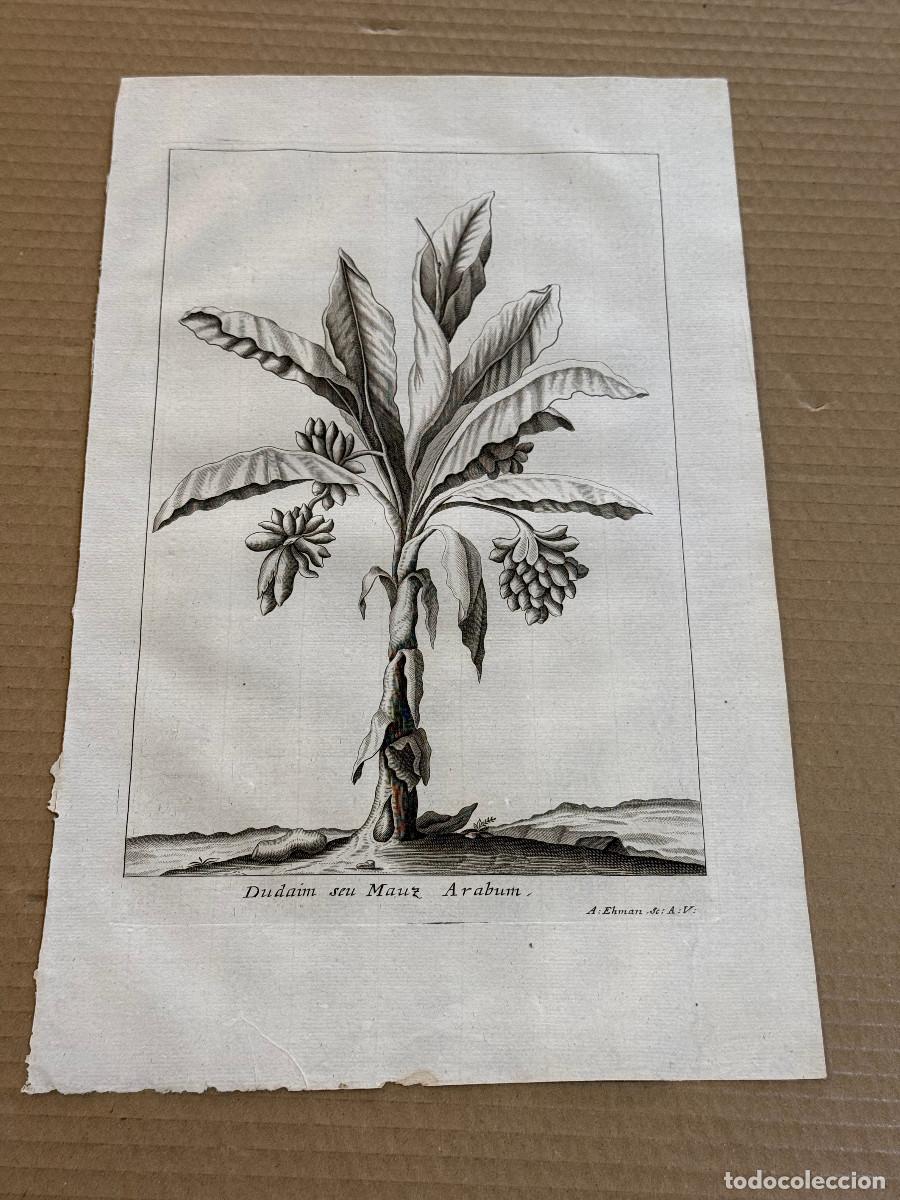 Arte: GRABADO S. XVIII / MANDRAGORA. MAUZ ARABE. ISRAEL. HEBREOS / ALQUIMIA MAGIA BOTANICA c.39 x 25 cm