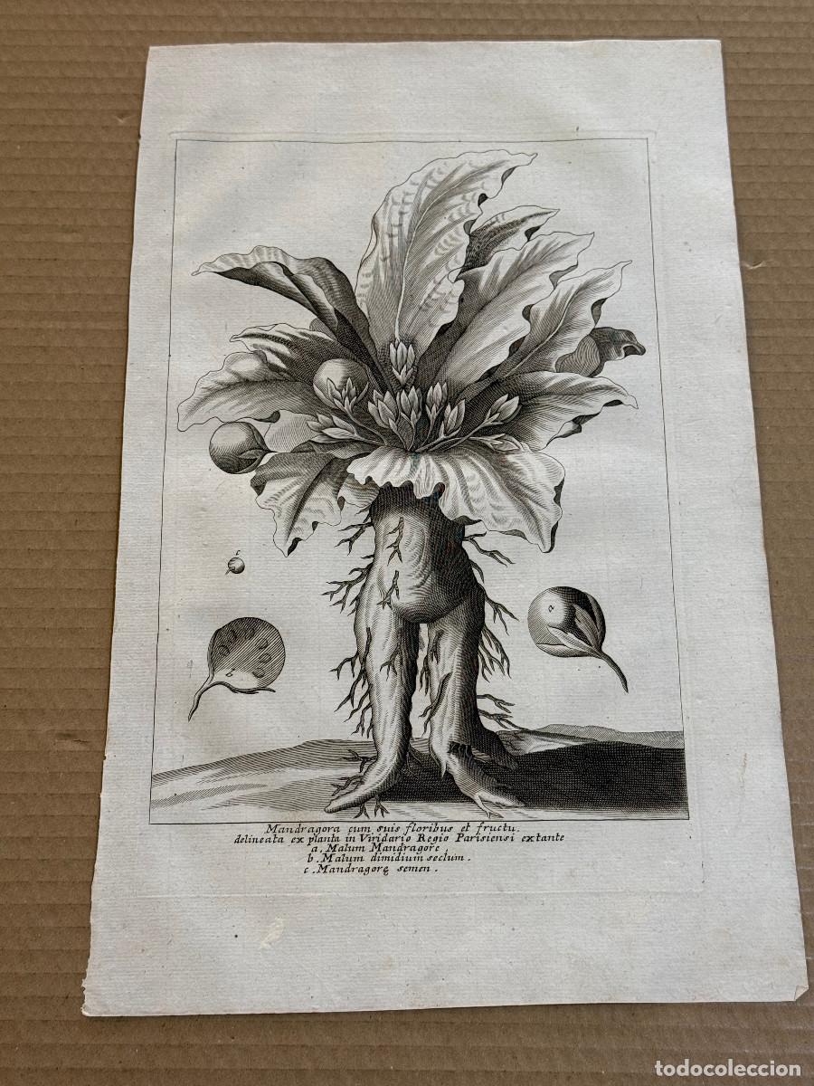 Kunst: GRABADO S. XVIII / MANDRAGORA / ISRAEL / PUEBLO HEBREO / ALQUIMIA MAGIA BOTANICA 17 c.39 x 25 cm