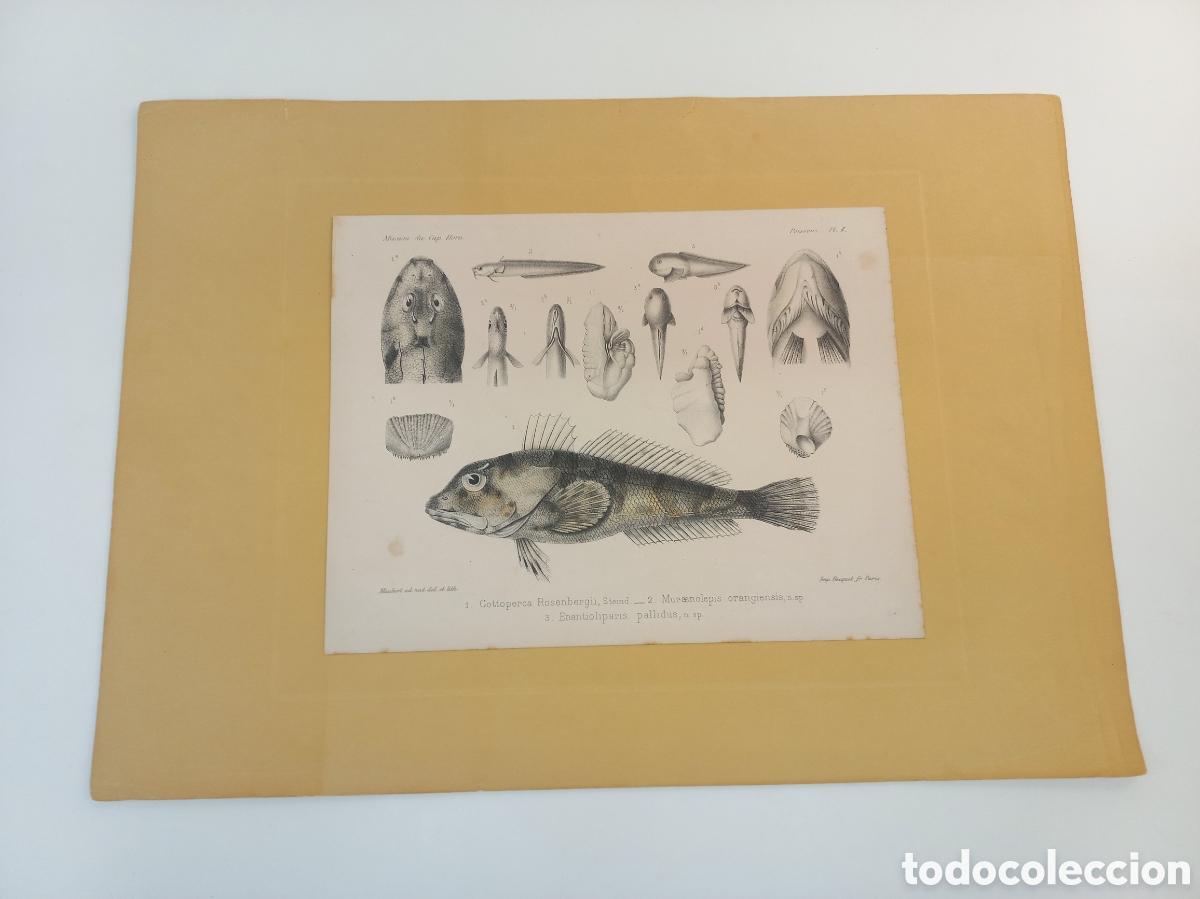 Arte: Pescao grabado Mission Cap Horn, 1988.