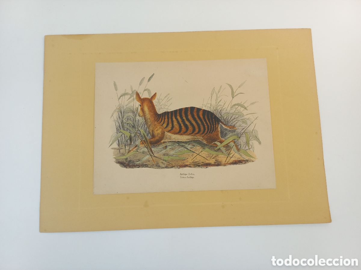 Arte: Grabado ant&iacute;lope Zebra.