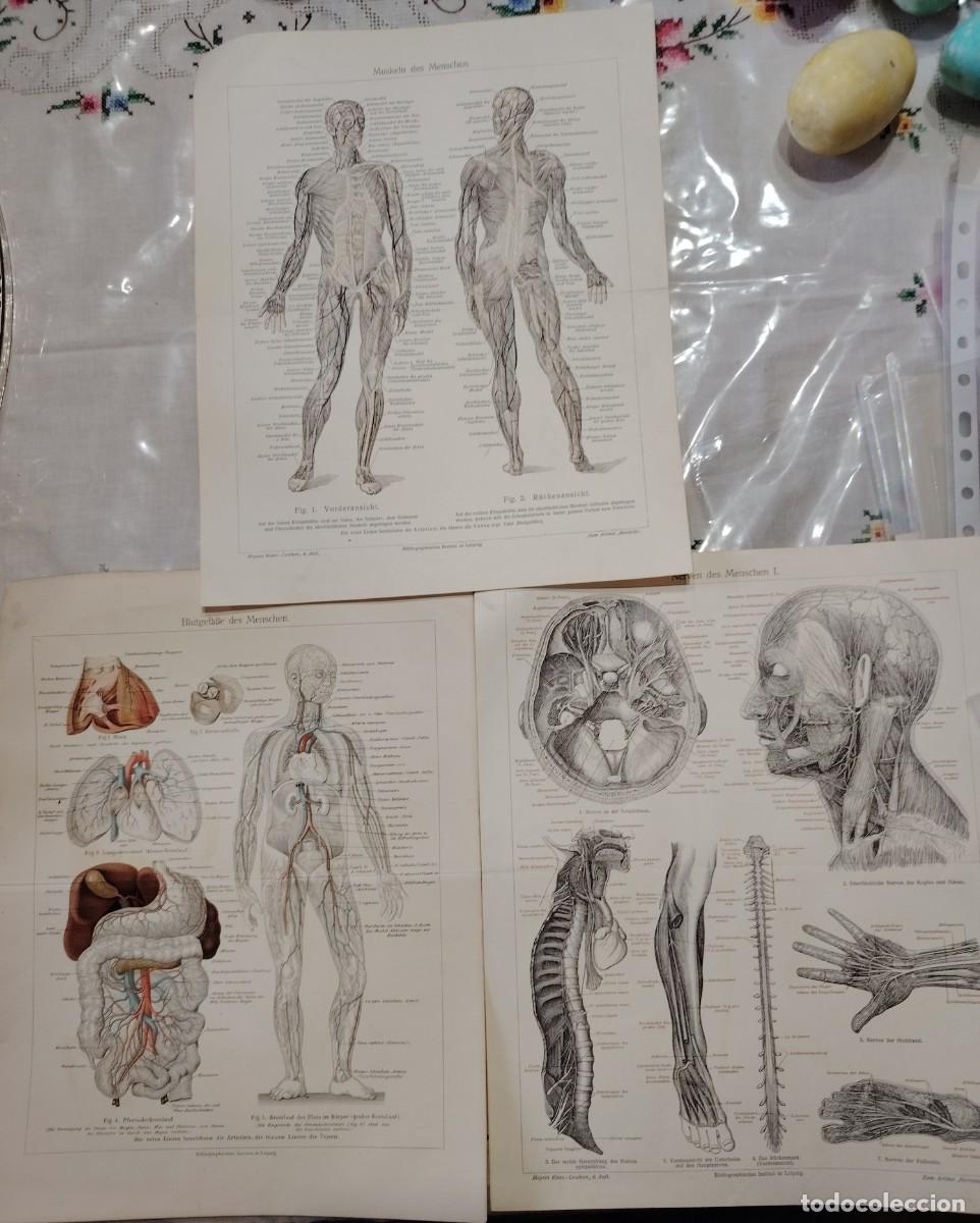 Art: 3 VIEJOS GRABADO LITIGRAFIADOS CUERPO HUMANO SIGLO XIX