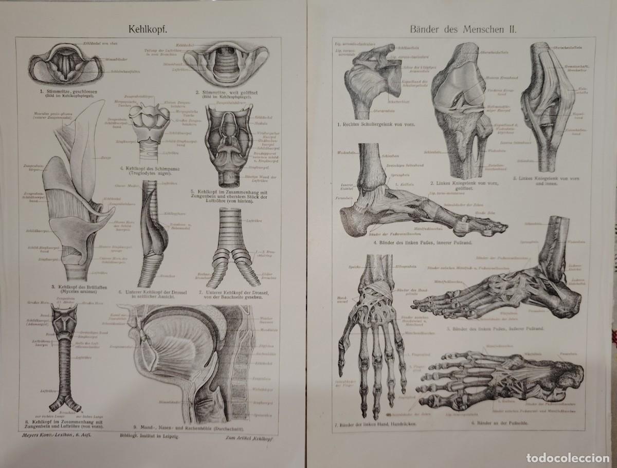 Art: 2 VIEJOS GRABADO LITIGRAFIADOS CUERPO HUMANO SIGLO XIX