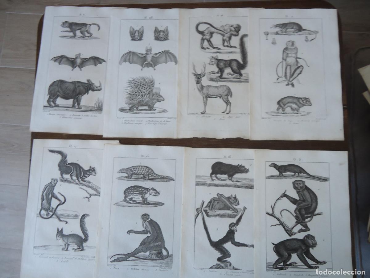 Kunst: 20 grabados al acero de animales del Buffon (c. 1800)