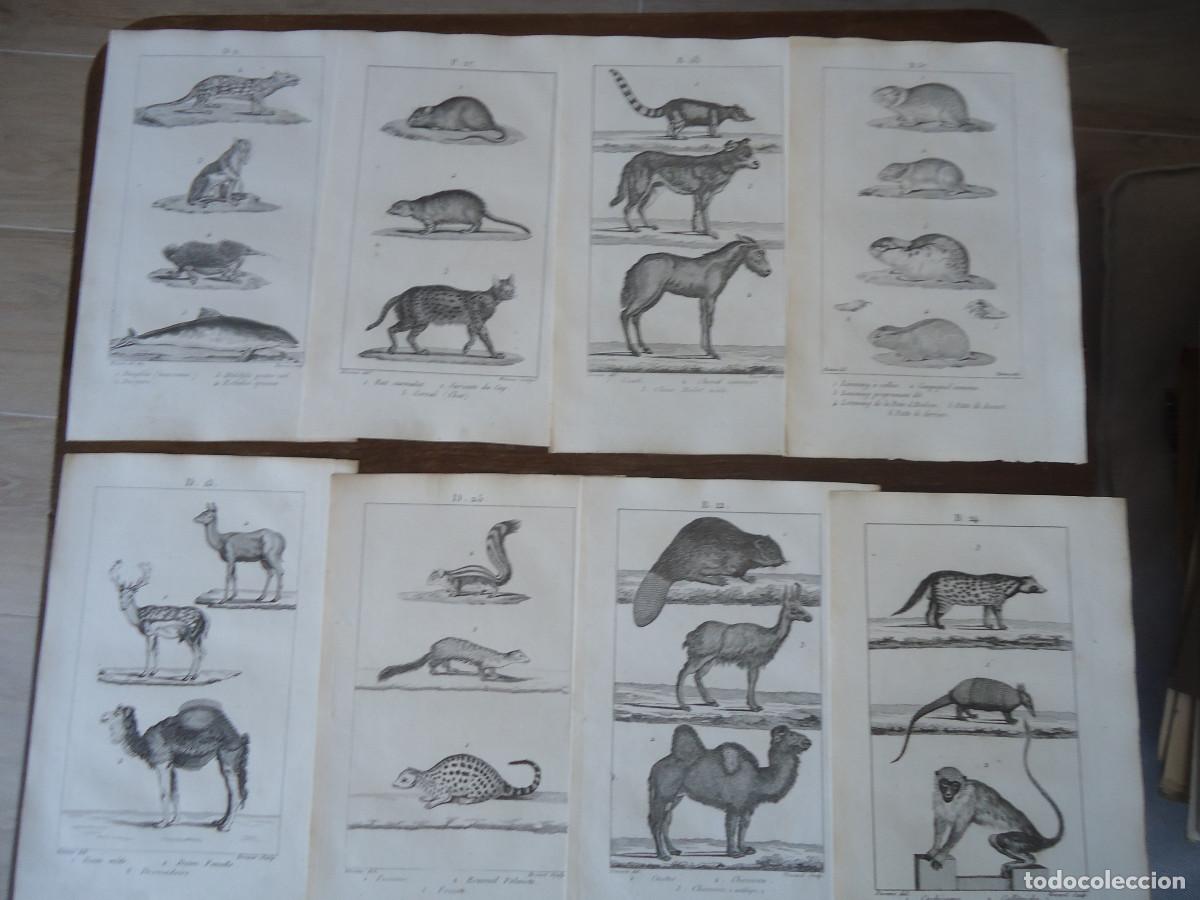 Kunst: 20 grabados al acero de animales del Buffon (c. 1800)
