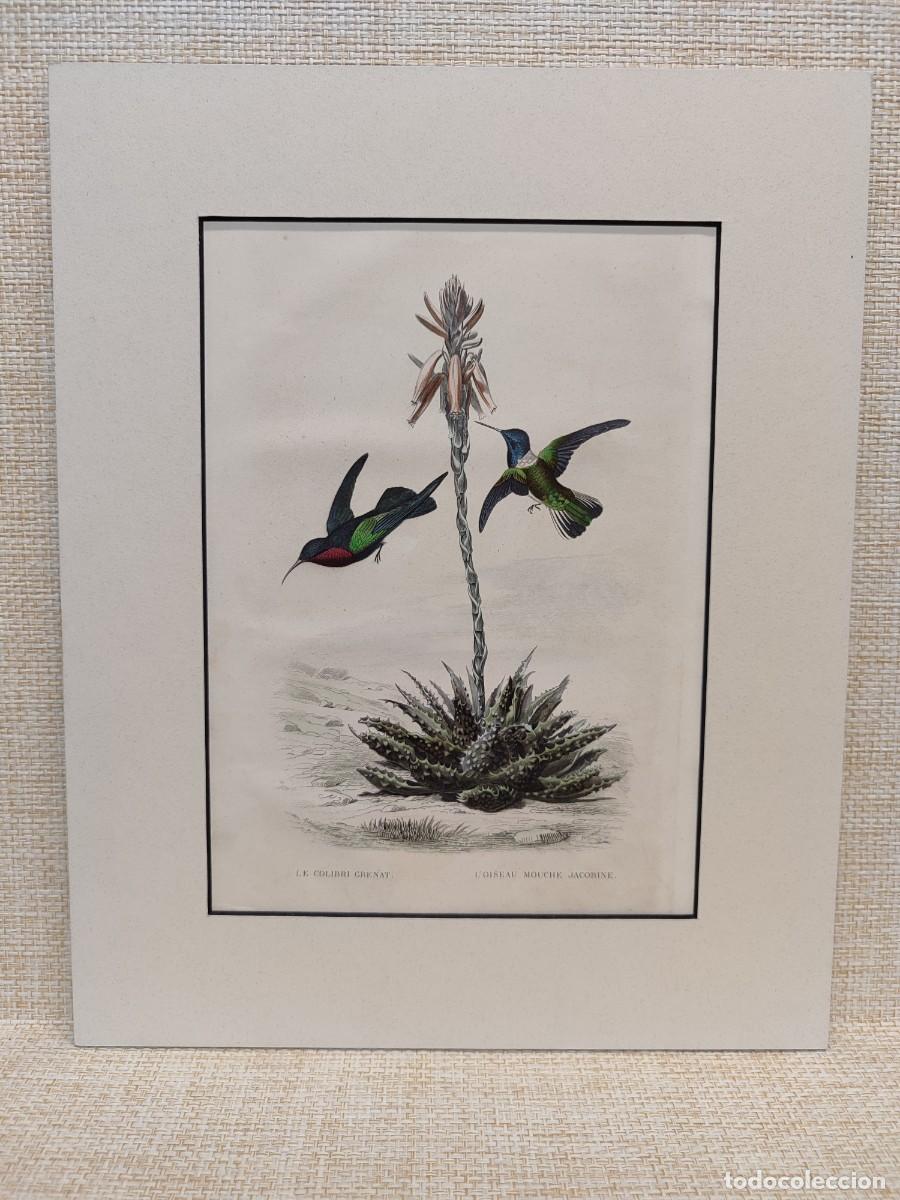 Arte: Le colibri grenat, L&acute;oiseau mouche. Obras de Bouffon. Oiseaux. 1848.