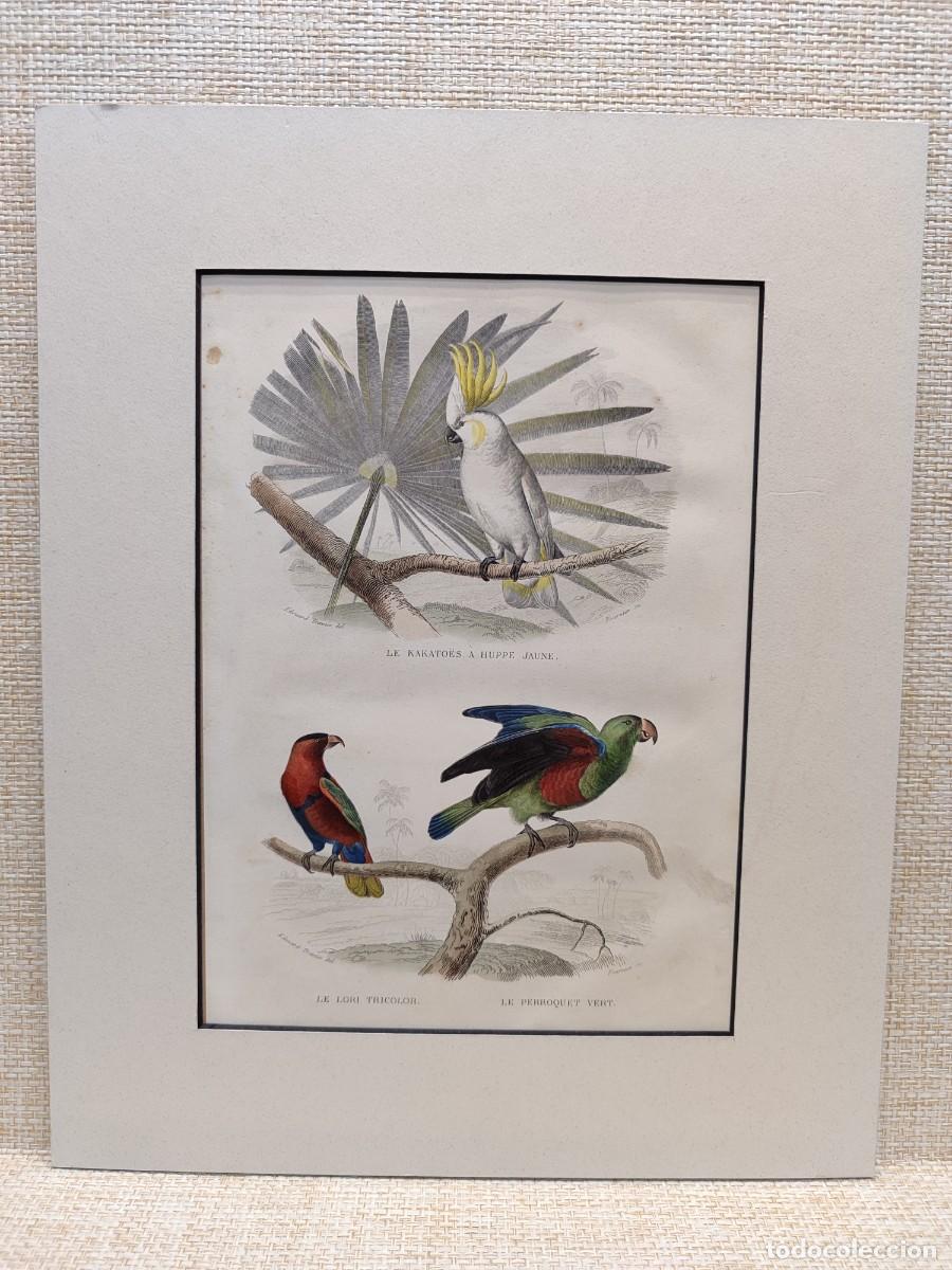 Arte: Le kakato&euml;s, le lori tricolor et le perroquet vert. Obras de Buffon. Oiseaux. 1848.