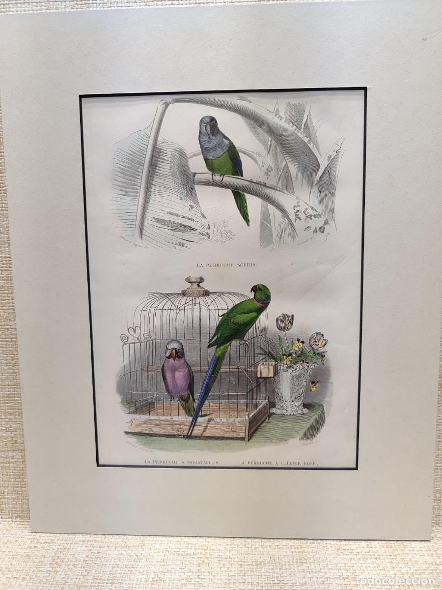Arte: La perruche. Obras de Buffon. Oiseaux. 1848.