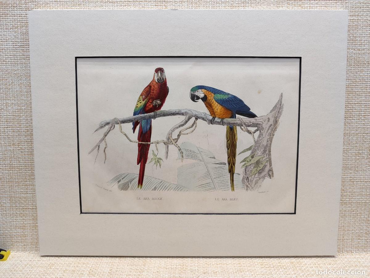 Arte: Le ara. El guacamayo. Obras de Buffon. Oiseaux. 1848.