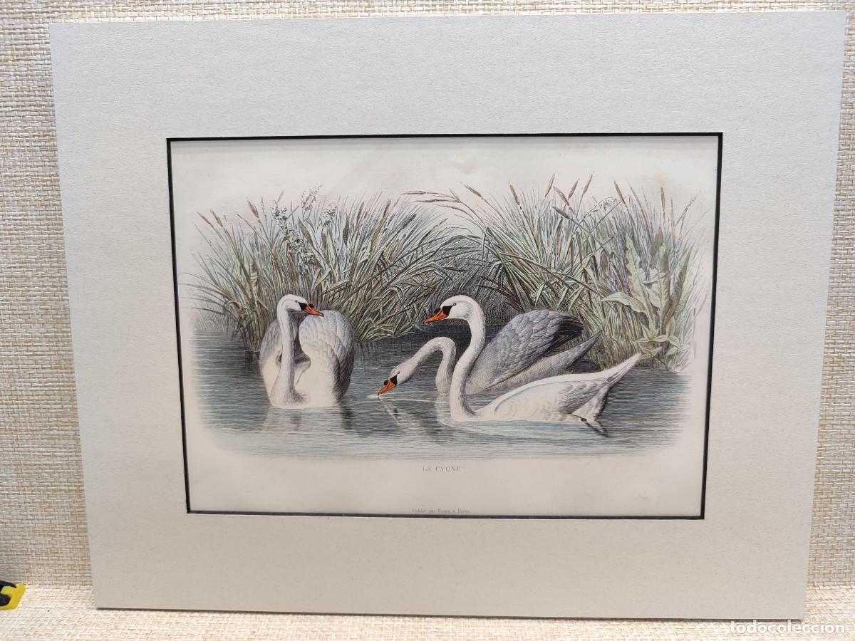 Arte: Le cygne. El cisne. Obras de Buffon. Oiseaux. 1848.