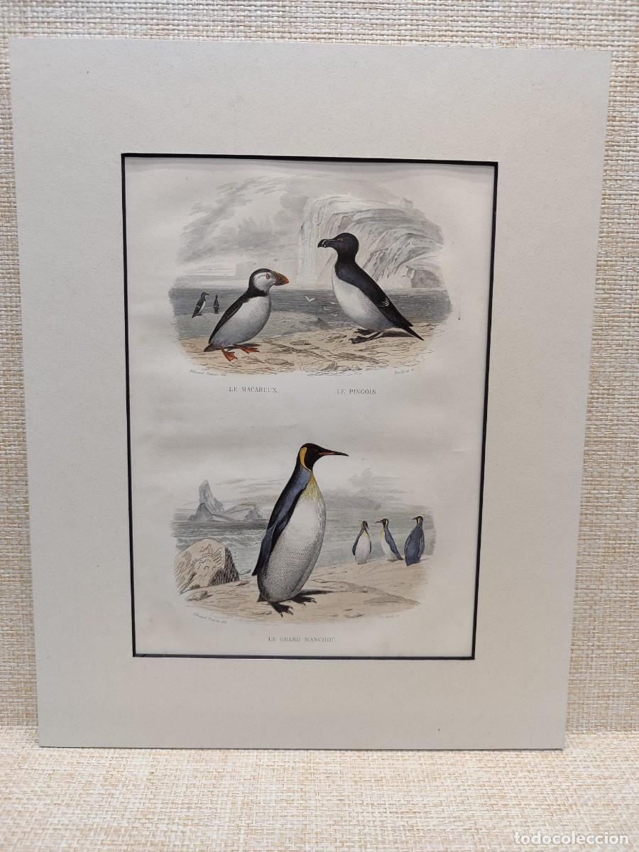 Arte: Le macareux, le pingoin, le grand manchot. Frailecillo, pinguino. Obras de Buffon. Oiseaux. 1848.